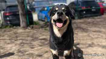 Some pet owners forced to choose: Feed Fido or yourself?