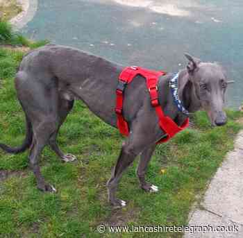 Bleakholt's Roddy needs a new forever home