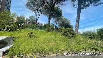 Sfalcio e diserbo, in attesa del nuovo bando anche Roma sud è una giungla