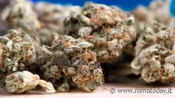 Il Comune torna sui suoi passi: via libera alla campagna pubblicitaria pro-cannabis