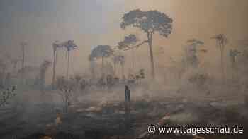 Studie von Experten: "Klimawandel und Artensterben gleichzeitig anpacken"