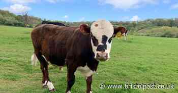Cows return to Bristol's Stoke Park Estate for a third year