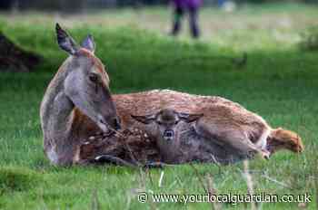 Richmond and Bushy Park: Dogs on leads to be compulsory