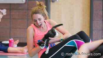 'Cats on Mats': Yoga event with kitties returns in Colorado
