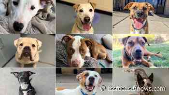 Denver shelter sees 'alarming spike' in dogs surrendered