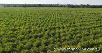 Almond orchard with more than 200,000 trees