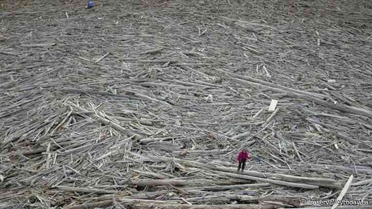 ‘Phenomenal’ logjam in the Canadian Arctic stores millions of tonnes of carbon: study