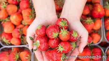 Eklig: Darum sollten Sie Erdbeeren ab jetzt immer in Salzwasser einweichen