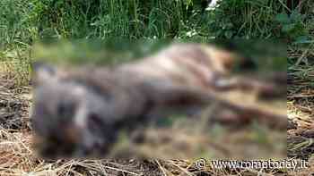 Lupa uccisa dai bracconieri a Torrimpietra