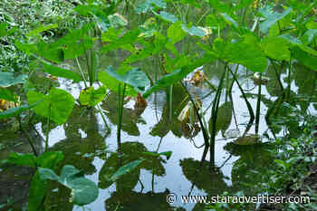 Food, agriculture bills appear to fail in final hearing