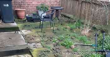 Dog owner hit with £750 fine for allowing pet to poo in their own garden