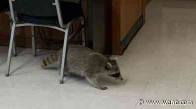 'What if it had rabies?': Raccoons running through Texas high school