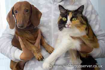 Pet of the Year 2023 nominations open now - How to submit