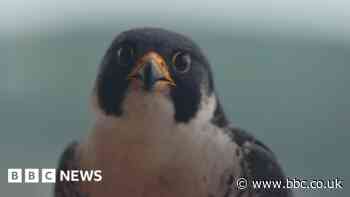 Peak District bird of prey scheme ends as wildlife crime continues