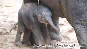 Wieder Elefant im Leipziger Zoo geboren