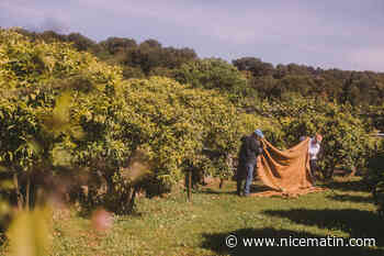 Quand la fleur d’oranger azuréenne devient parfum pour Chanel