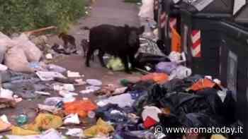 I rifiuti non raccolti diventano il banchetto d'una famiglia di cinghiali