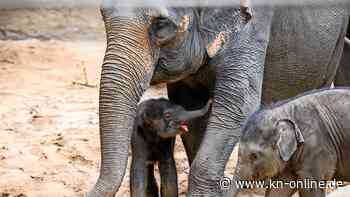 Zoo Leipzig: Elefantenbaby geboren – Video zeigt, wie Baby die Anlage erkundet