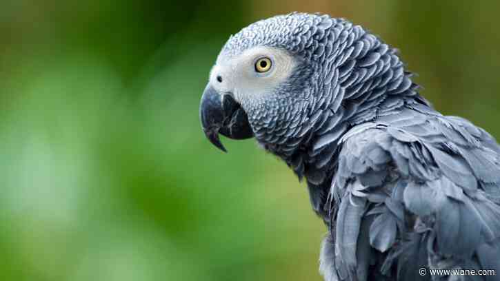 Florida woman accused of shooting, killing parrot during fight with husband