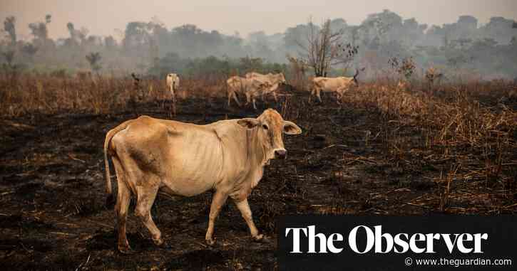 Could AI save the Amazon rainforest?