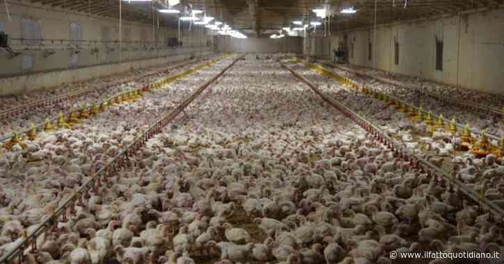 Uomo e animale, un solo ecosistema: cos’è la ‘salute unica’ e come preservarla