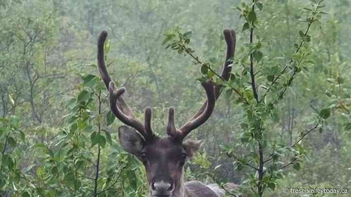 Threatened Quebec caribou herd expecting up to 12 calves this year