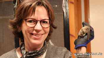 „Es sind sehr soziale Tiere“: Batwoman aus Wolfratshausen päppelt verletzte Fledermäuse auf