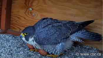 Big birds on campus: These falcons have made a Montreal university their home perch