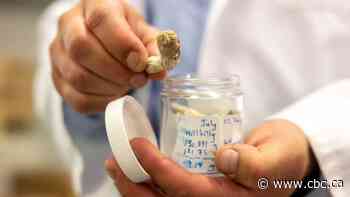 Some Canadians are microdosing magic mushrooms for their mental health, but research on benefits is slim