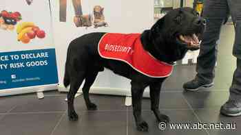 Importers, exporters tipped to face price hikes to help fund biosecurity services