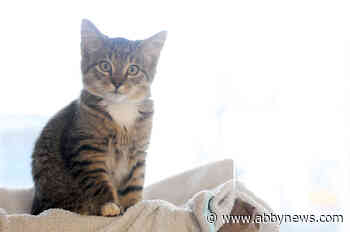 Chilliwack pet food company donates 460,000 kitty meals to support cats in need across Canada