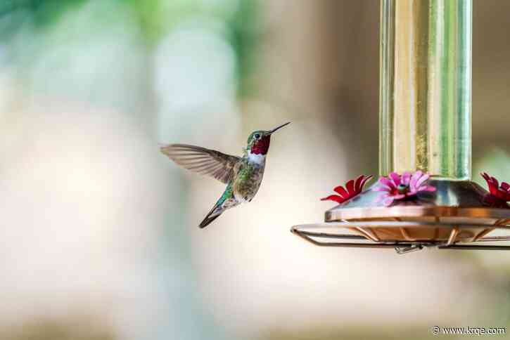 How to keep hummingbird feeders clear of unwanted visitors