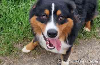 POL-OH: Fundhund - Wer vermisst Berner Sennenhund?