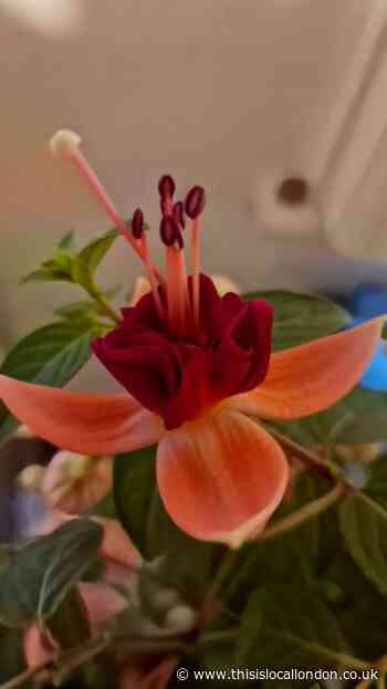 The beauty of Spring - Ileesha De Silva Newstead Wood School