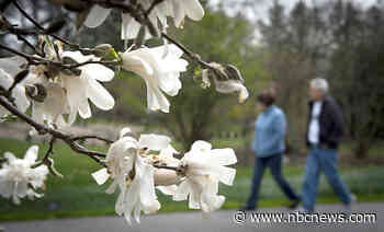 A 'pollen storm' is causing many adults to suffer from allergies for the first time