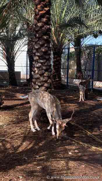 Animal cruelty is skyrocketing and change should be made soon - Shreya Pillai