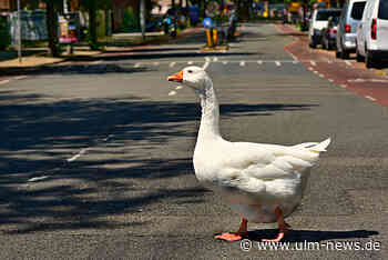 Erster Fall von Geflügelpest im Alb-Donau-Kreis bestätigt