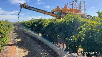 Grape growers harvesting vintage directly back onto the ground after difficult year