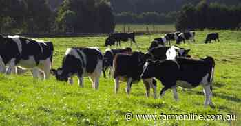 What to do if young heifers are accidentally mis-mated