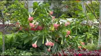A Toxic Plant Was Removed From a Miami Park. What You Need to Know About Angel's Trumpet