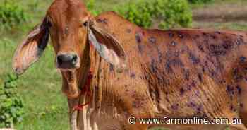 Teams in Cairns and Darwin keep watch for new livestock diseases