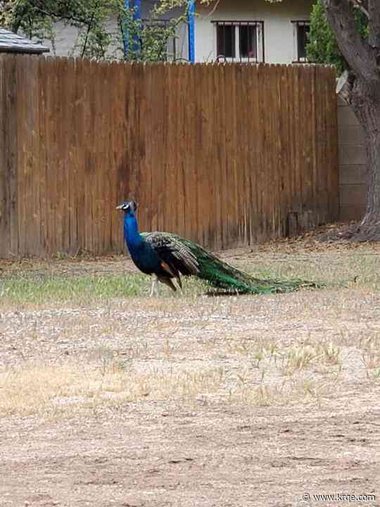 New Mexico neighborhood searches for beloved peacock that disappeared