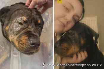Dog nearly lost eye after being attacked in Nelson garden