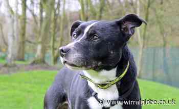 Wirral Globe dog of the week:  'Gorgeous' Pip needs you