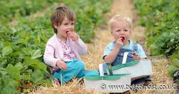 Pick your own fruit farms near Bristol for families to enjoy
