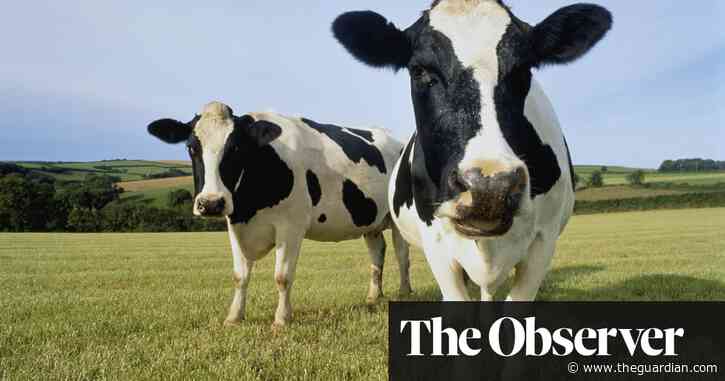 Bucolic scenes on UK milk adverts hide reality of life for ‘battery cows’