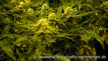 Cannabis-Social-Clubs: Fluch oder Segen für die Legalisierung in Deutschland?