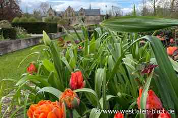 Bad Essen: Blühender Frühlingsbeginn am Schloss Ippenburg