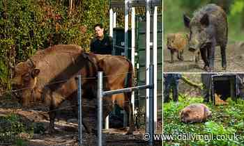 How rewilding animals could turn Britain into a modern day JURASSIC PARK