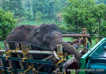 Il avait tué au moins six personnes,, la capture d'un éléphant sauvage et amateur de riz en Inde